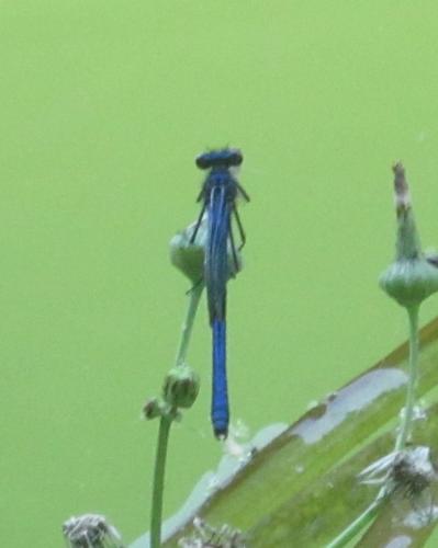 Calopteryx sp.