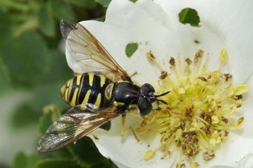 Réf. 297 163 : Chrysotoxum cautum