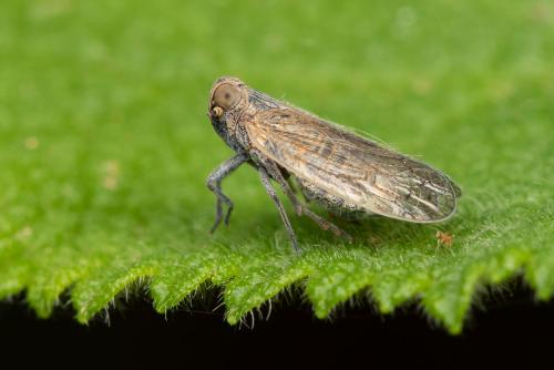 Réf. 297 452 : Reptalus sp.
