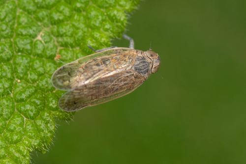 Réf. 297 451 : Reptalus sp.