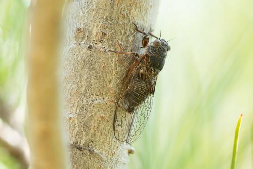 Tettigettalna argentata