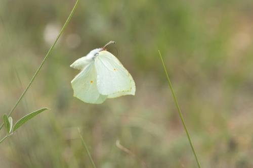 Réf. 297 784 : Gonepteryx cleopatra