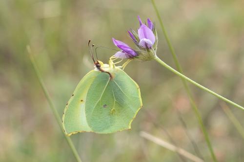 Réf. 297 783 : Gonepteryx cleopatra