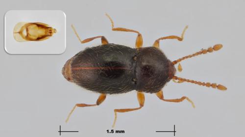 Réf. 297 110 : Cephennium laticolle