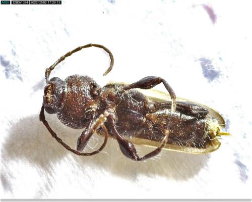Réf. 297 666 : Hylotrupes bajulus