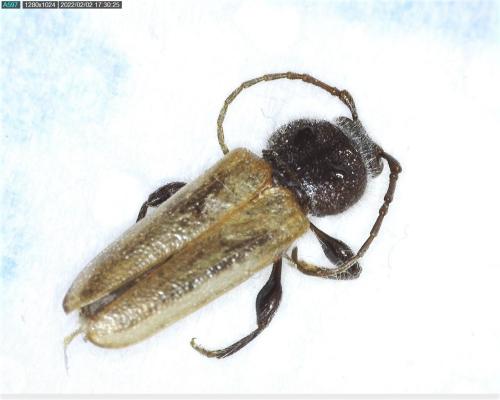 Réf. 297 667 : Hylotrupes bajulus