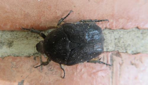 Netocia morio