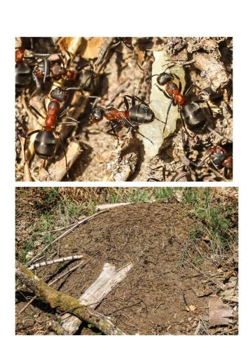 Réf. 297 332 : Formica sp.