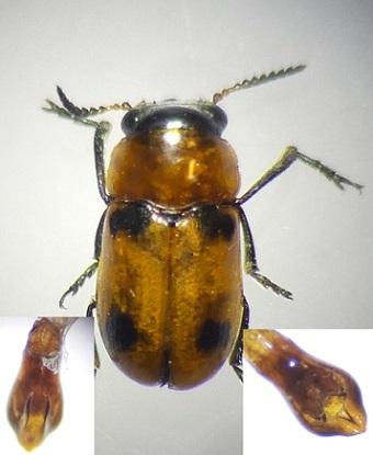 Coptocephala linnaeana