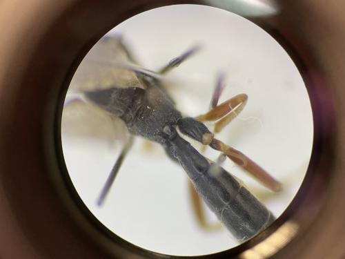Ctenopelmatinae