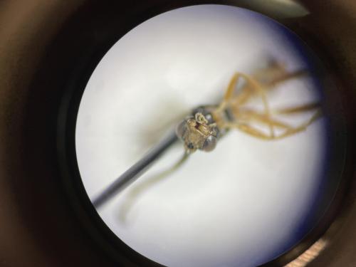 Ctenopelmatinae