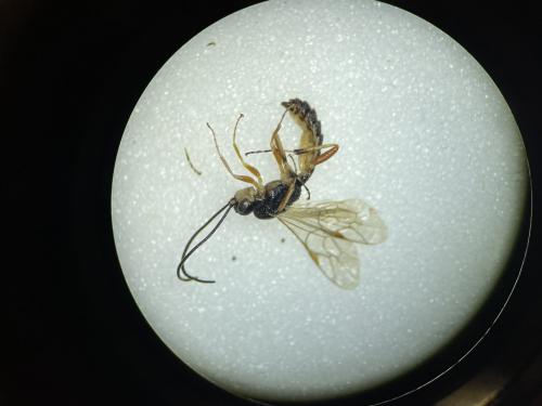 Ctenopelmatinae