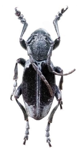 Dorcadion dimidiatum dimidiatum