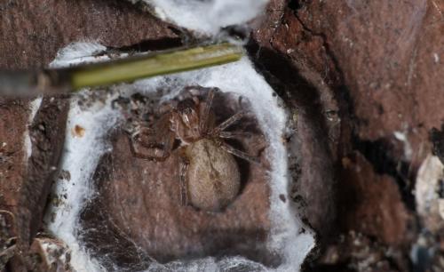 Réf. 297 377 : Anyphaena alboirrorata