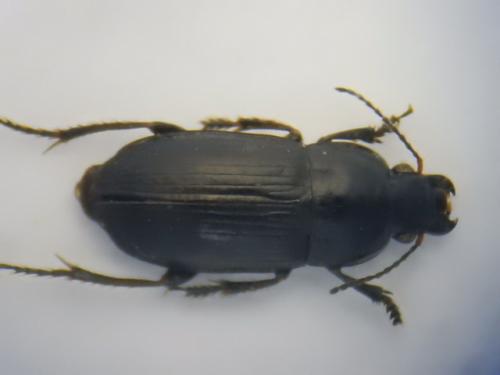 Réf. 297 929 : Harpalus anxius
