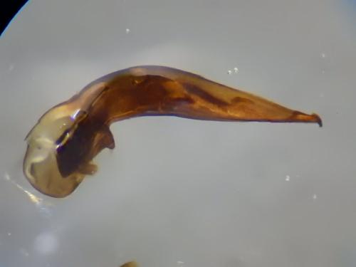 Réf. 297 942 : Harpalus anxius