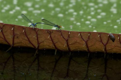 Pseudagrion punctum