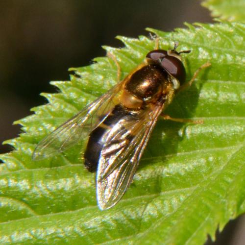 Réf. 297 544 : Epistrophe eligans