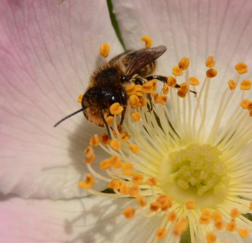 Réf. 297 261 : Megachile sp.
