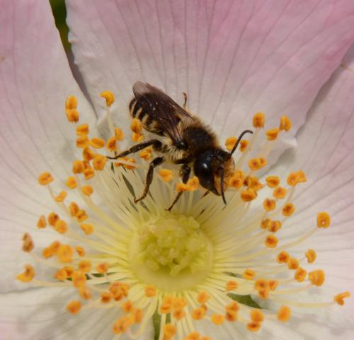 Megachile sp.
