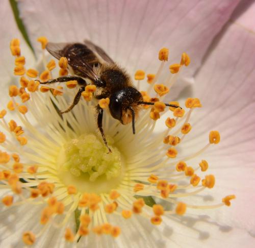 Réf. 297 260 : Megachile sp.