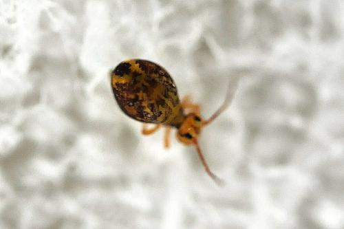 Dicyrtomina ornata