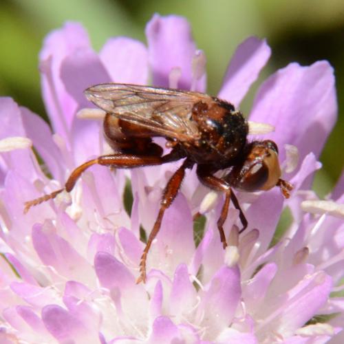 Réf. 297 472 : Sicus sp.