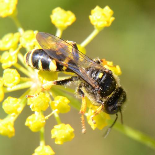 Crabro cribrarius
