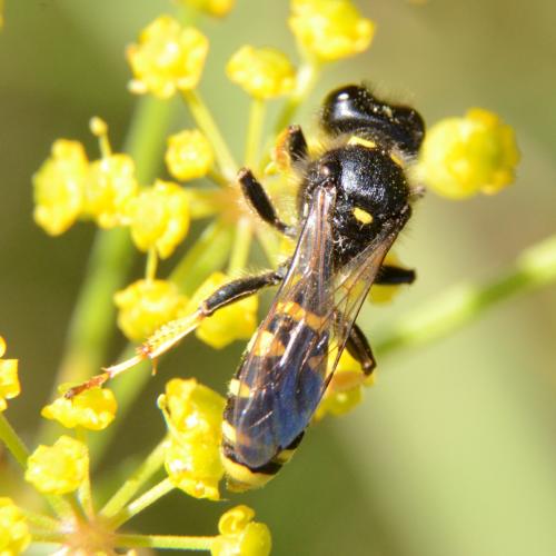 Crabro cribrarius