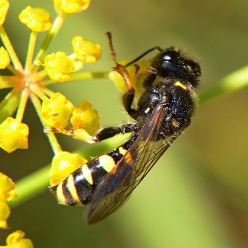 Crabro cribrarius