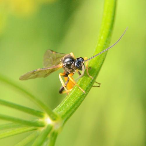 Réf. 297 350 : Cosmoconus sp.