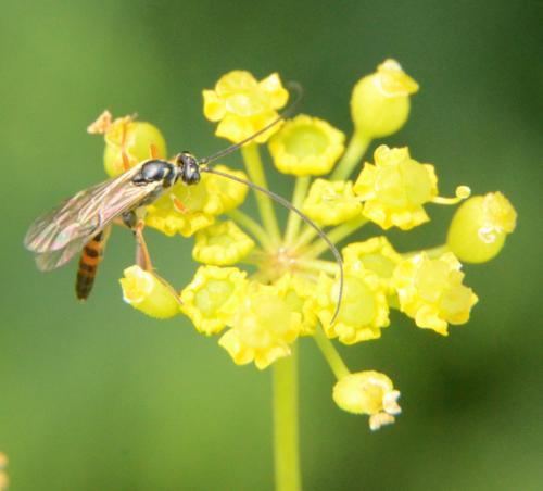 Réf. 297 304 : Lissonota sp.