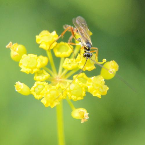 Lissonota sp.