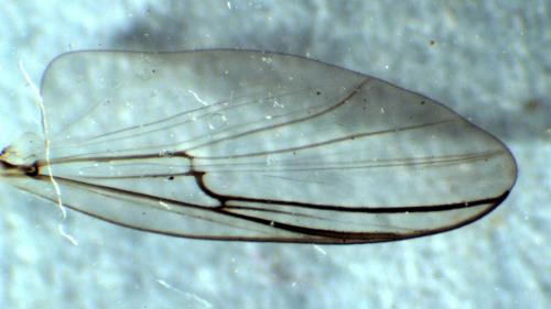 Diamesa permacra