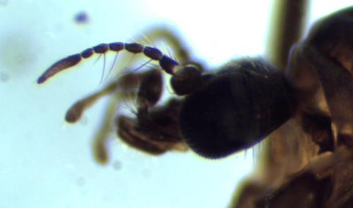 Diamesa permacra