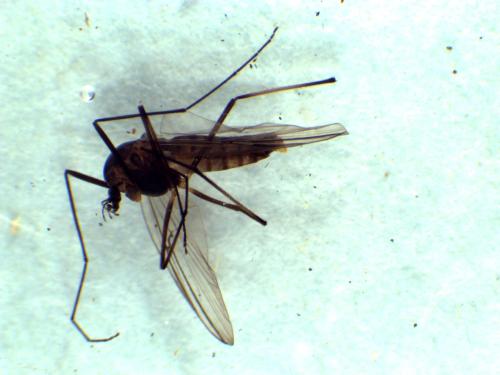 Diamesa permacra