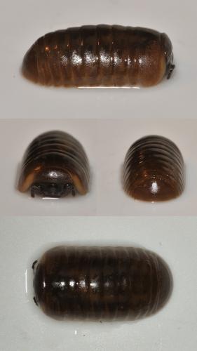 Loboglomeris pyrenaica
