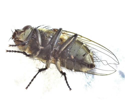 Pollenia sp.