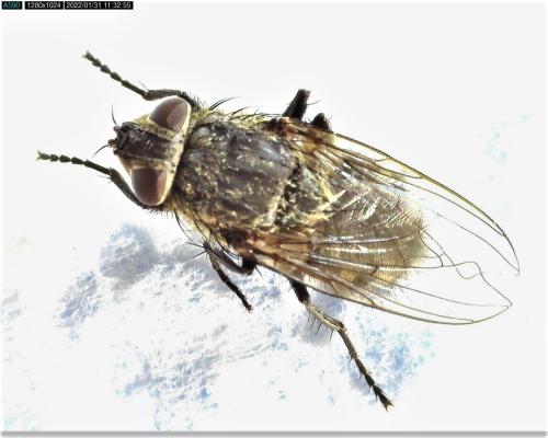 Pollenia sp.