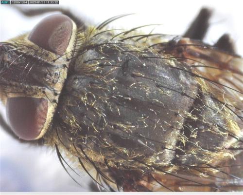 Pollenia sp.
