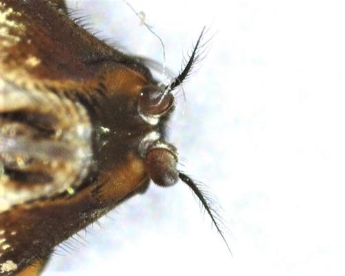 Pollenia sp.