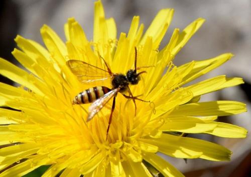 Nomada sp.