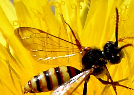 Nomada sp.