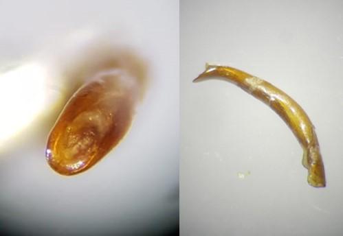 Oreina alpestris