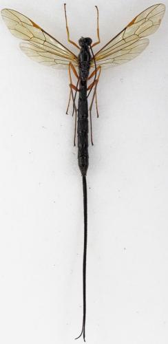 Réf. 297 118 : Dolichomitus sp.