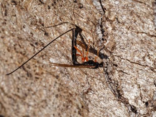 Réf. 297 117 : Dolichomitus sp.