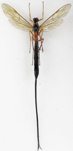 Réf. 297 119 : Dolichomitus sp.