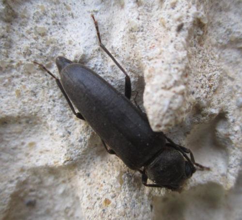 Arhopalus ferus