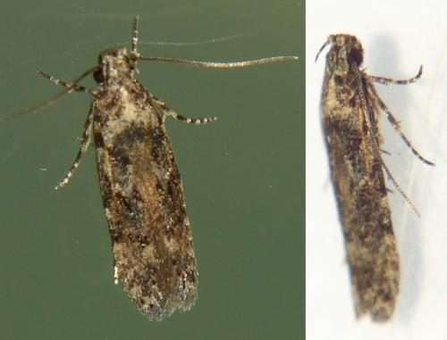 Réf. 297 754 : Carpatolechia decorella