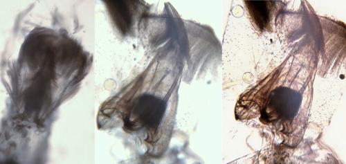 Carpatolechia decorella